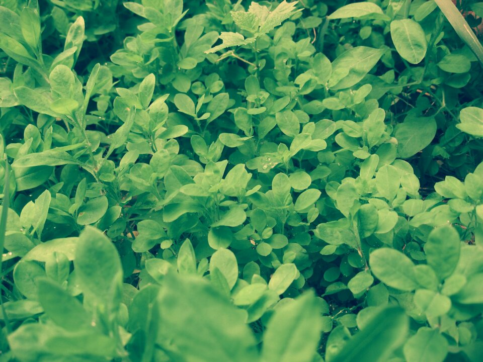 Green grass leaves sheet