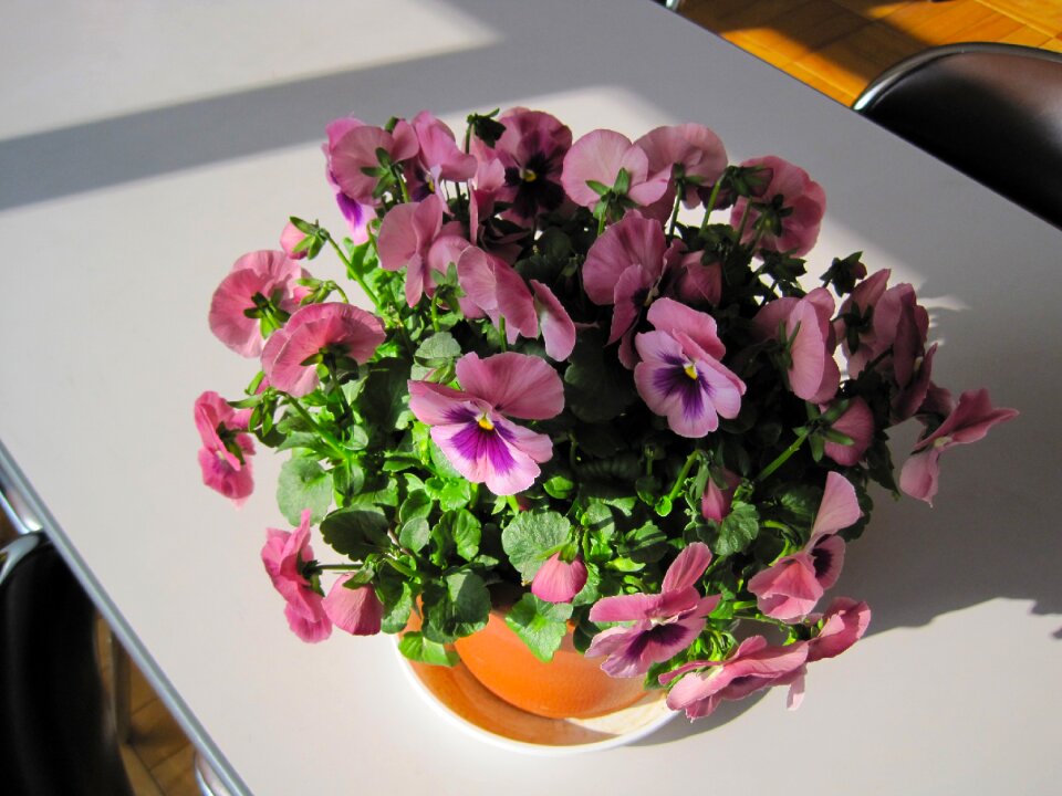 Winter flowers colorful pot