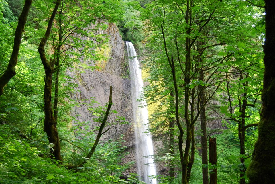 Nature landscape green