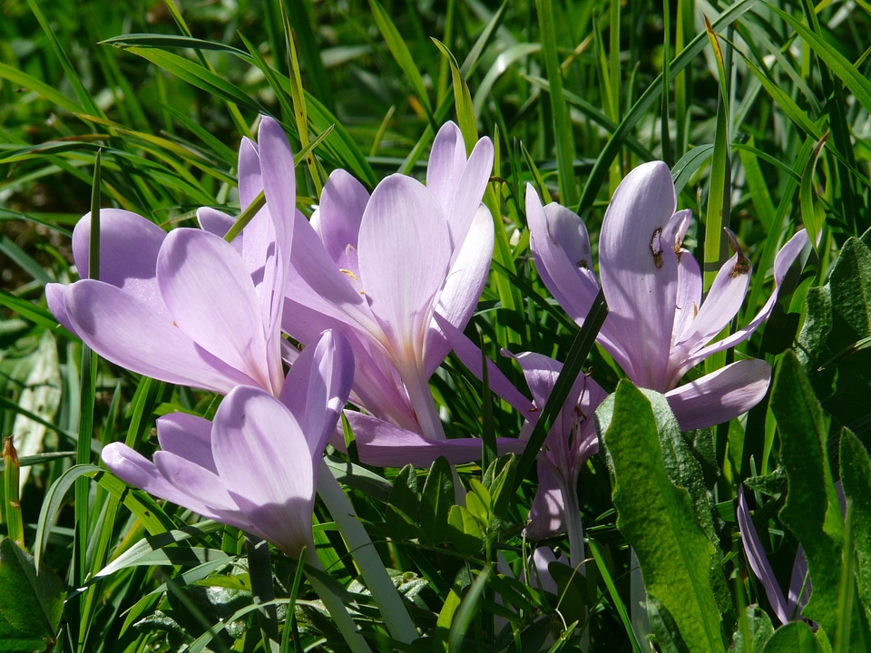 Bloom purple autumn timeless