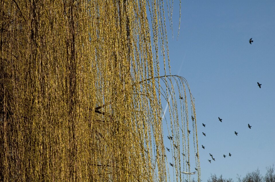 Flock of birds nature sky