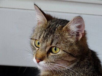 Pet cat face facial expression