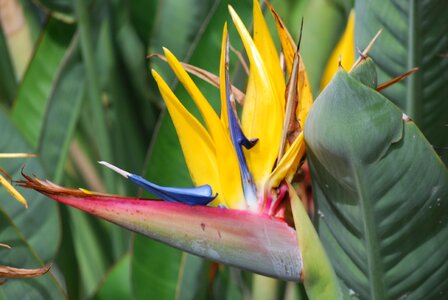 Garden botanical