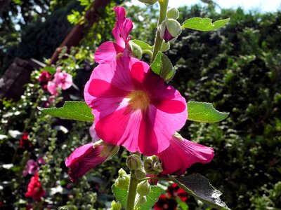 Flower nature bloom