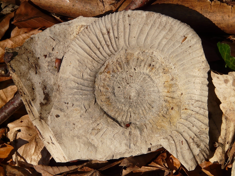 Limestone ammonit fossil