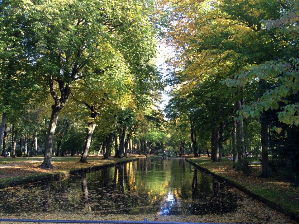 Trees pond water