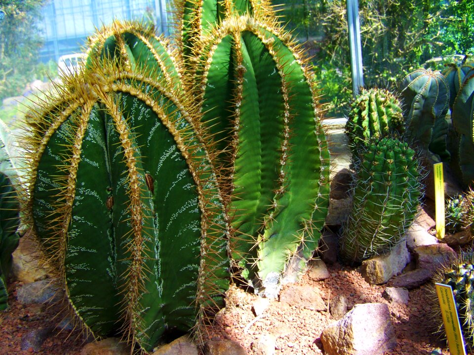 Mexican cactus botanical garden pecs