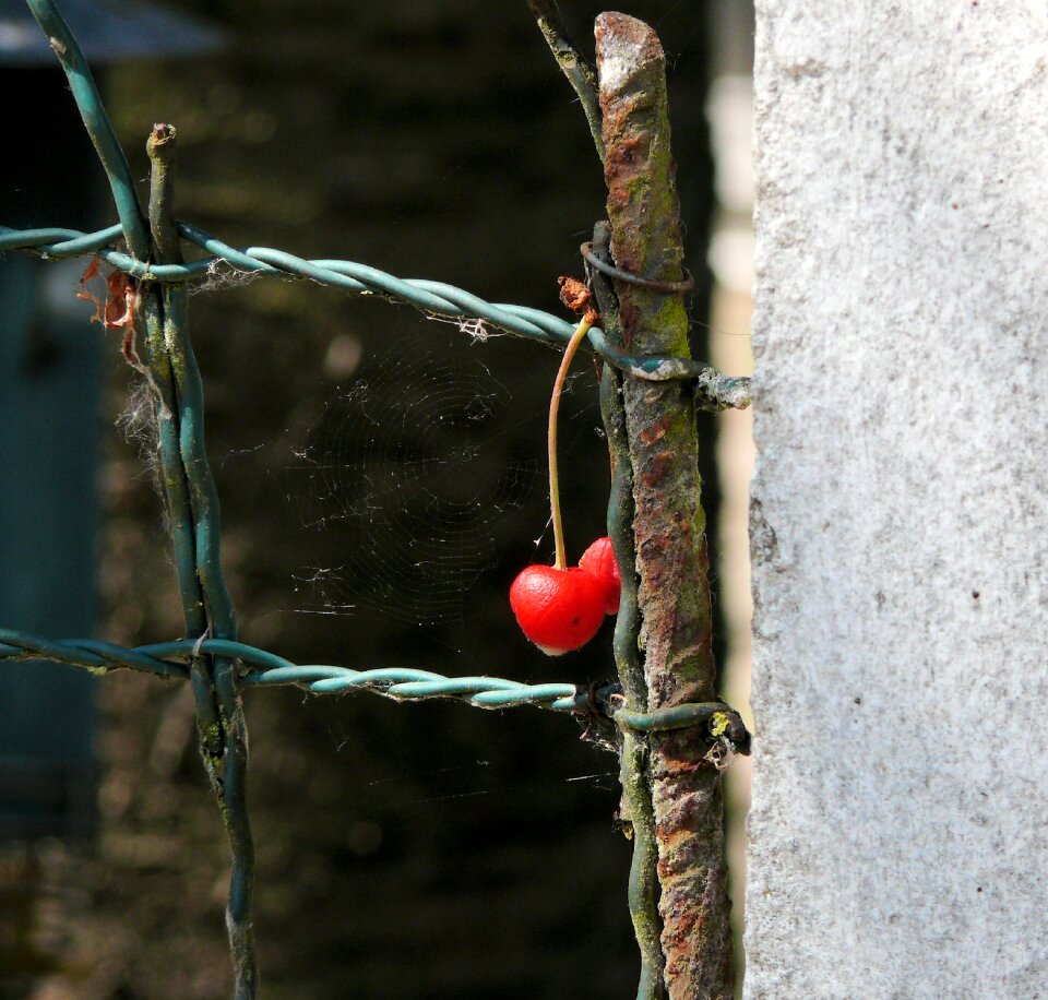 Cherry fence red