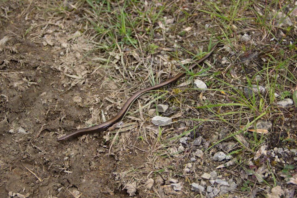 Lizard nature crawl