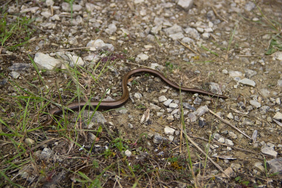 Lizard nature crawl