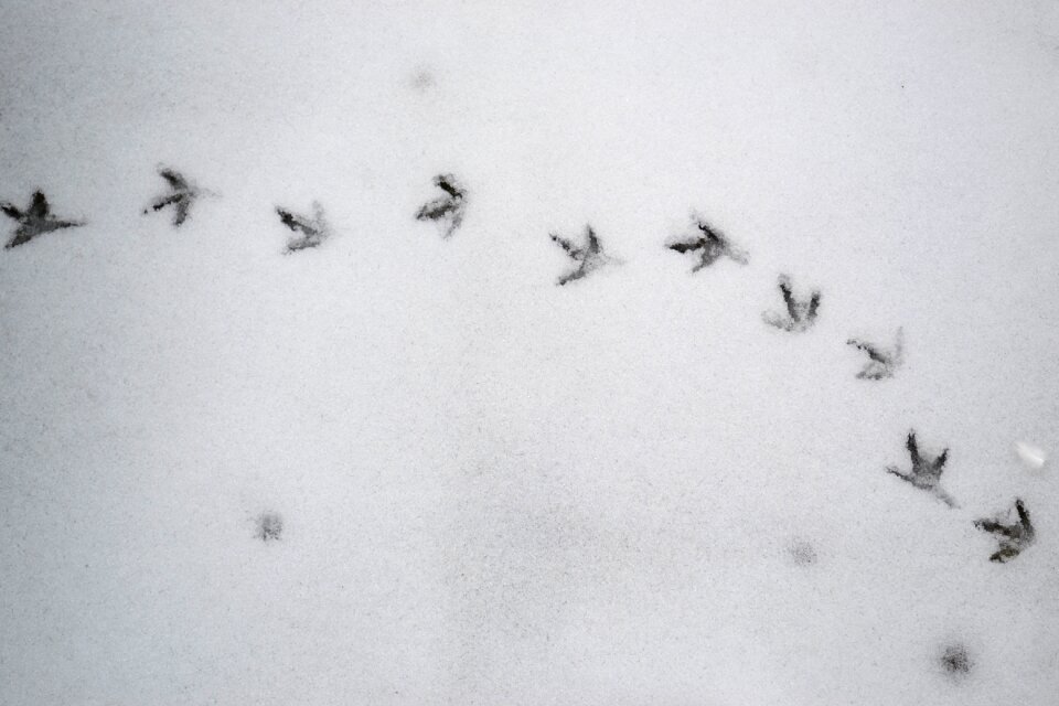 Snow winter fingerprints