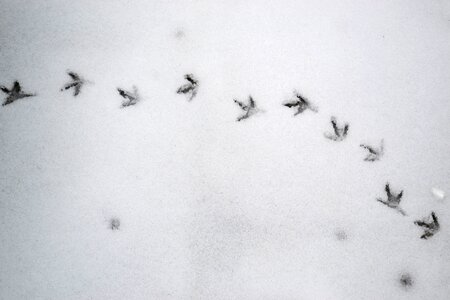 Snow winter fingerprints