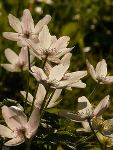 Flower blossom bloom photo