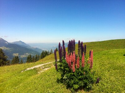 Mountain flower alps haute-savoie