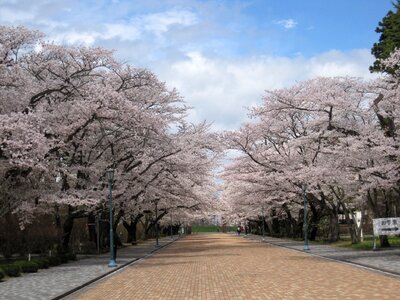 Cherry tree japan flowers photo