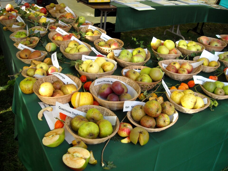 Pomology fruit recognition food