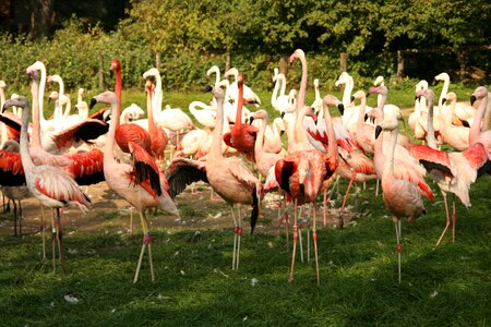Pink flamingo pond zoo photo