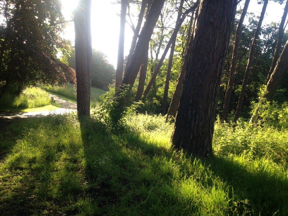 Footpath green grass photo