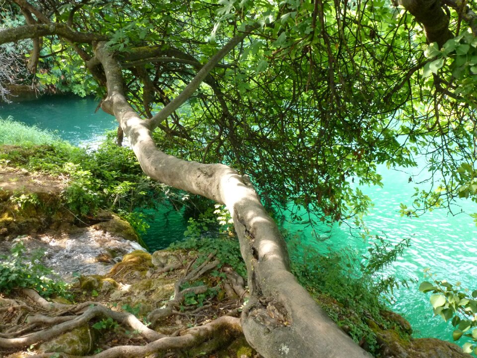 Wood tree nature