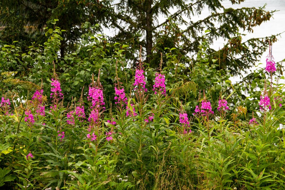 Plant spring bloom