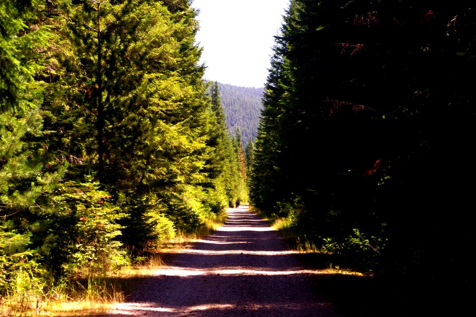 Forest nature scenic