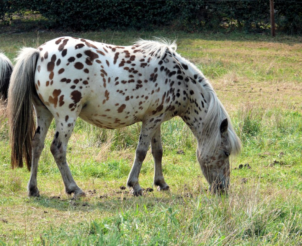 Dotty countryside meadow