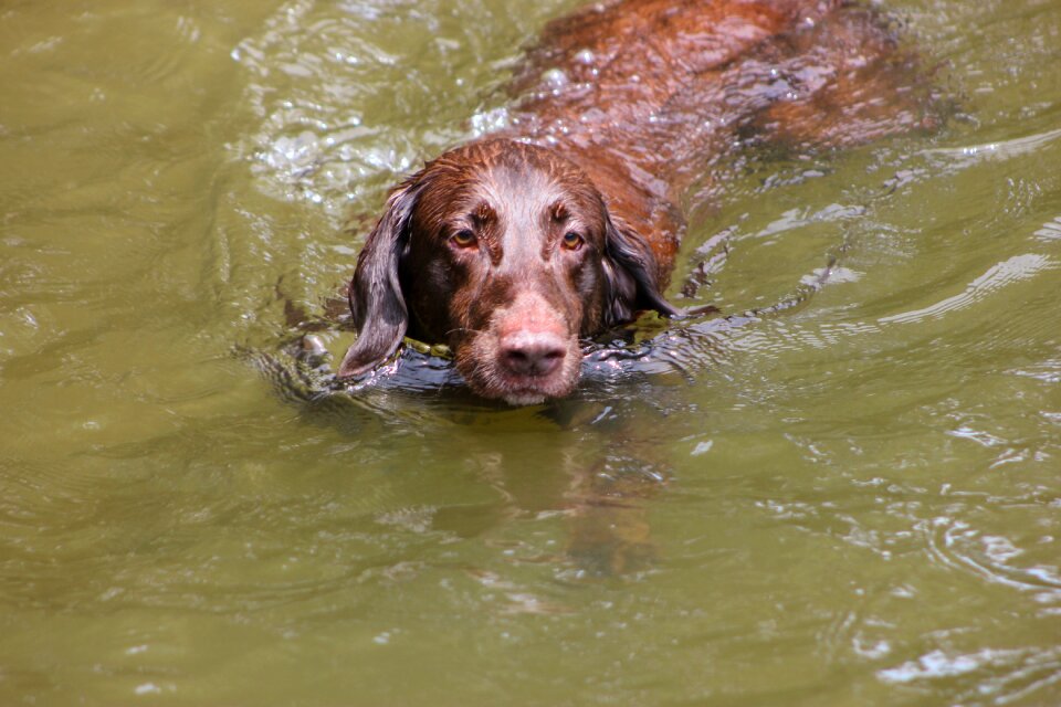 Water brown animal