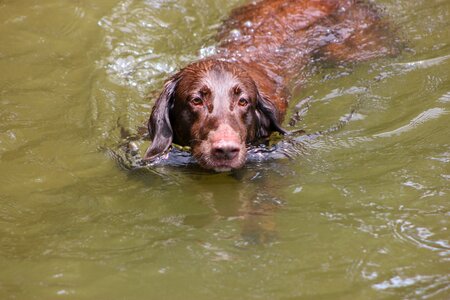 Water brown animal photo