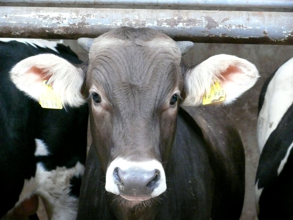 Animal grey farm