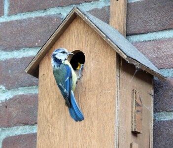 Bird pimpelmeesje birdhouse photo