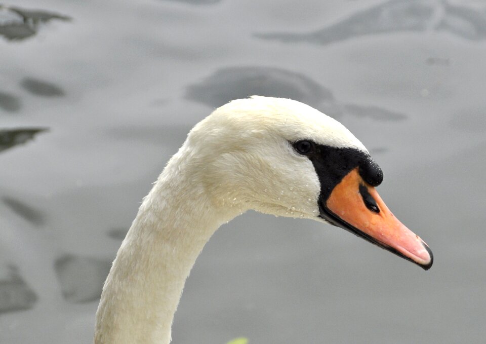 Leading pond fauna