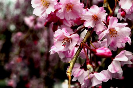 Spring blossom photo