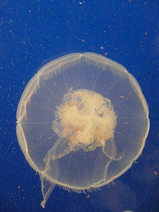 Water animal creature