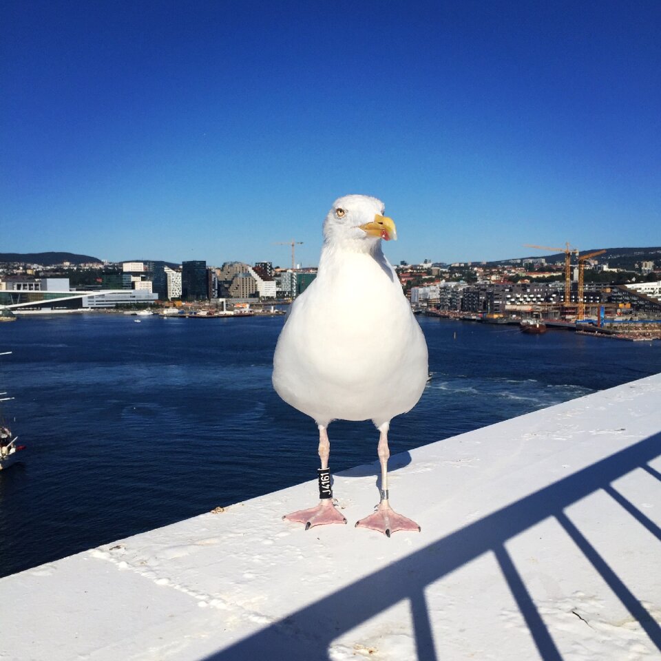 Herring gull ring brand ferry