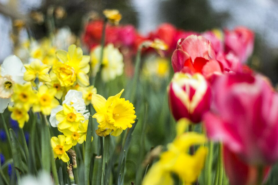 Spring nature floral