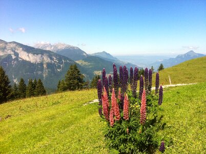 Alps mountain flowers photo