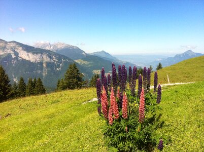 Alps mountain flowers