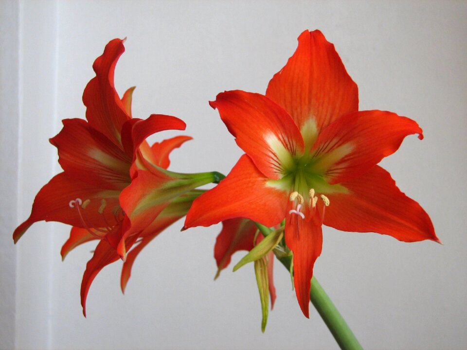 Red potted flower attractive