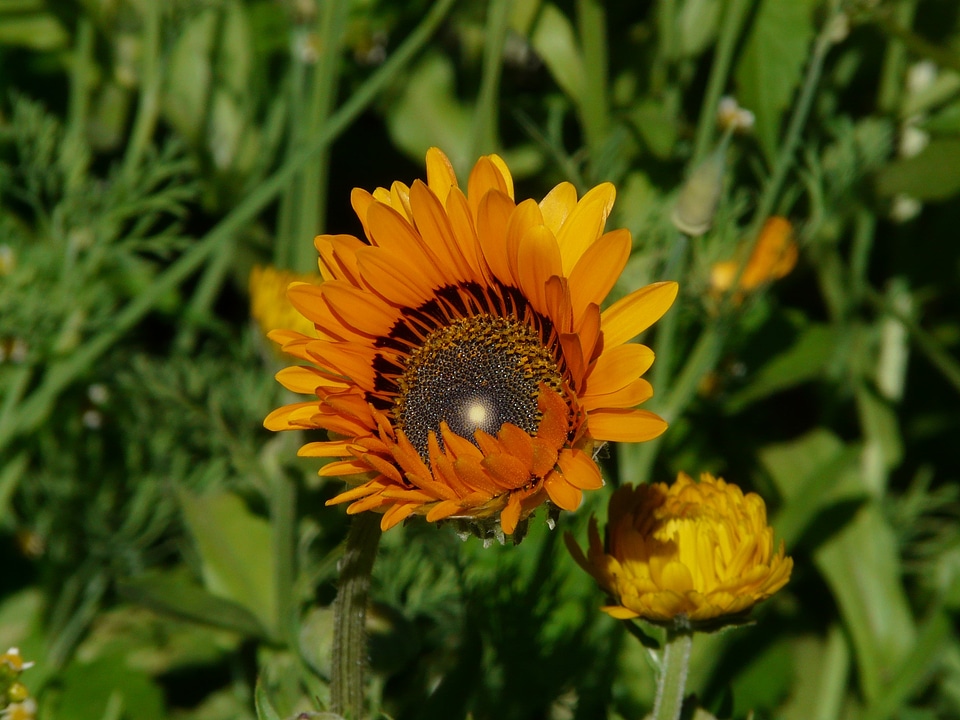Chrysanthemum carinatum flower ornamental plant