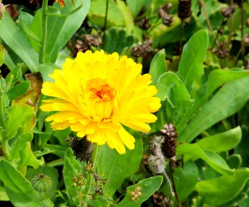 Calendula flower yellow