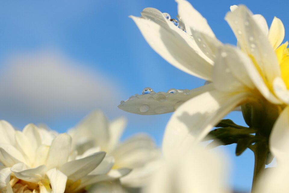Summer rain white