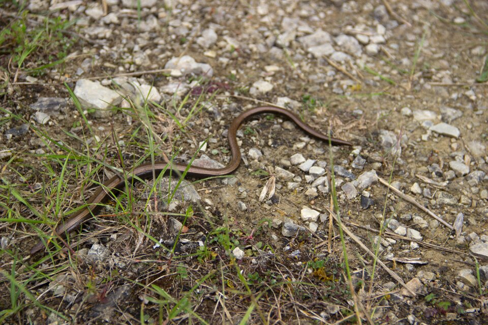 Slow worm nature ground