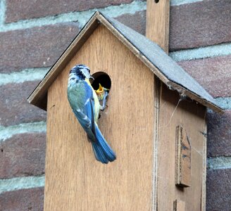 Birdhouse feeding little birds photo