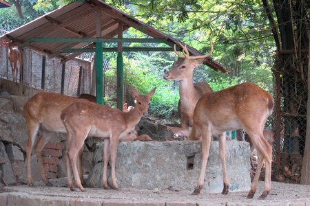 Yangon zoo photo