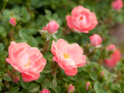 Plant orange four seasons rose