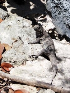 Heat reptile nature