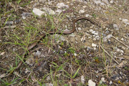 Snake crawl reptile