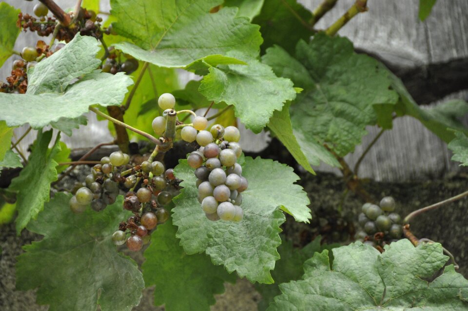 Winegrowing wine grape