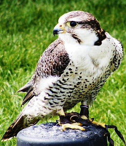 Raptor feathers beak