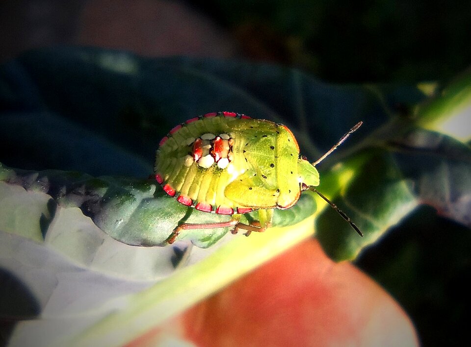 Antennas beetle leaf